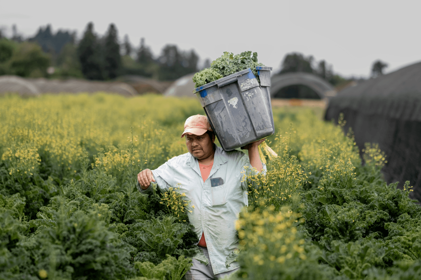 A migrant worker harvests fresh green produce in the Columbia Gorge, Oregon. This image highlights the essential labor of immigrant workers who play a crucial role in the food system, while also emphasizing the importance of access to food assistance for immigrant communities facing hunger and exclusion from programs like SNAP.